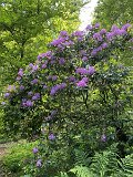 IMG_4204