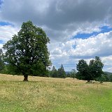 IMG_6900