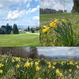 Jonquilles