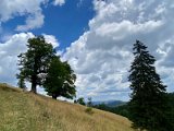 IMG_6895