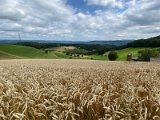 IMG_4525