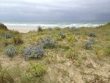 IMG_2091