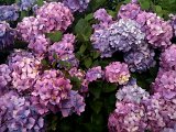 IMG_0074