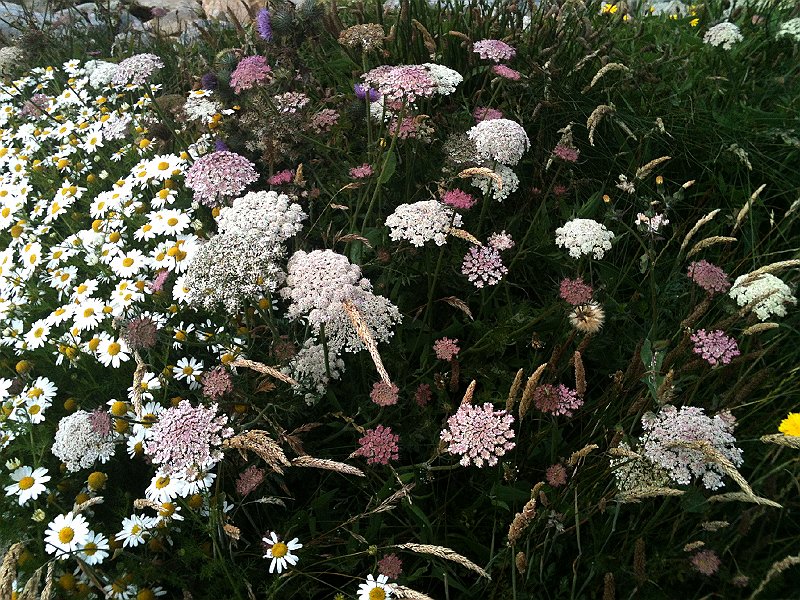 IMG_0077.jpg - Blumeninsel