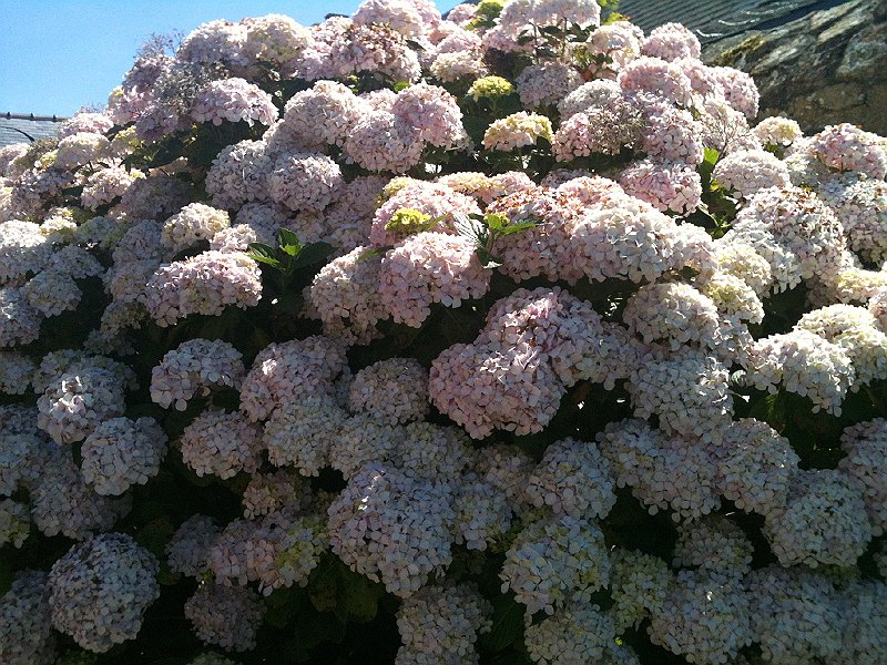IMG_0098.jpg - Hortensias