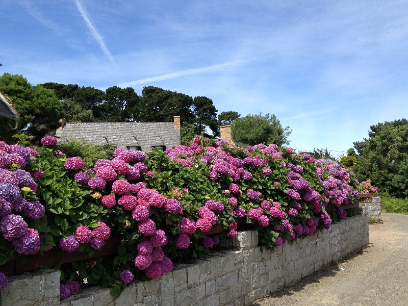 IMG_1485.JPG - Hortensias