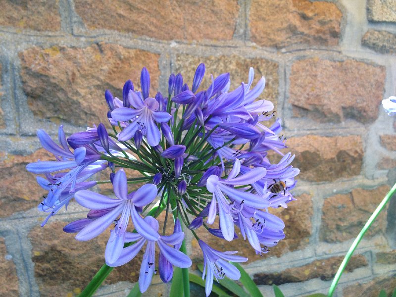 IMG_1490.JPG - Agapanthes