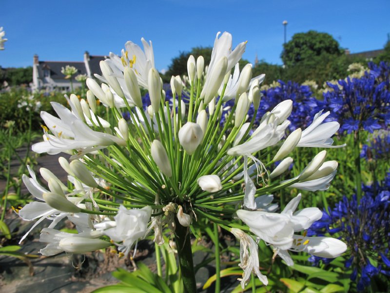 IMG_6336.jpg - Agapanthus -  � M. Wenger