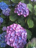 IMG_0172