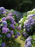 IMG_1849