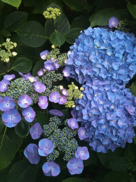 IMG_0173.jpg - Hortensias