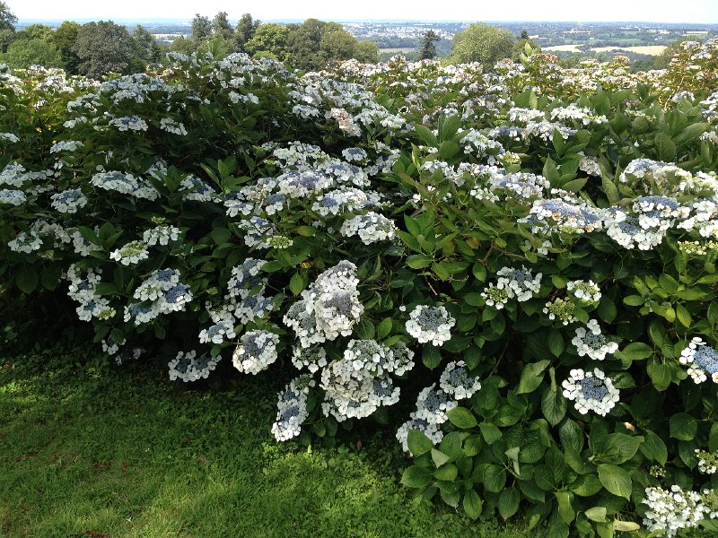 IMG_1848.JPG - Hortensias