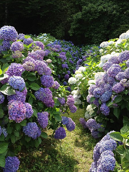 IMG_1849.jpg - Hortensias
