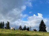 IMG_5005