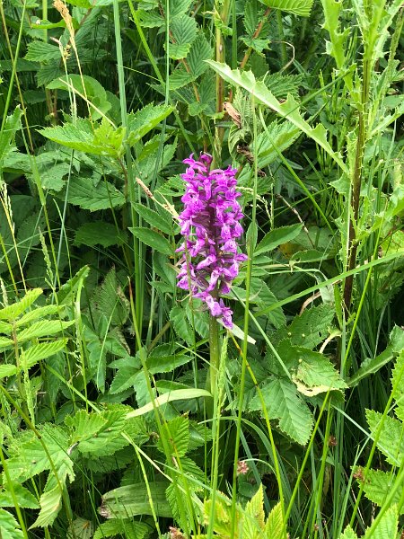 IMG_2396.JPEG - Blumen 2