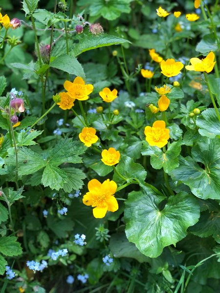 IMG_2406.jpg - Blumen 3