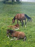 IMG_6394