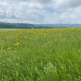 IMG_6279