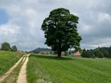 IMG_6289