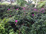 IMG_2871