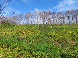 IMG_8677