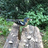 IMG_9513