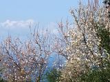 DSCF3740