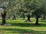 oliven_07022010_2