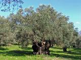 oliven_07022010_3