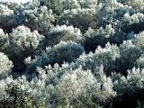 oliven_07022010_4