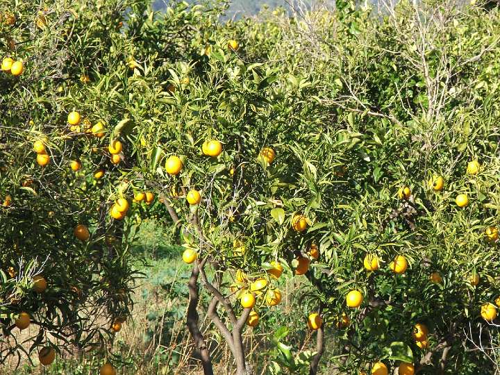 DSCF3501.JPG - Orangen bei S�ller