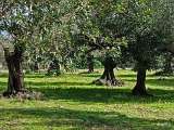 oliven_07022010_2