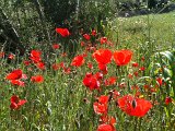 IMG_0518