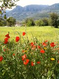 IMG_0520