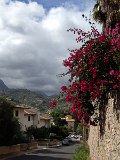 IMG_4216
