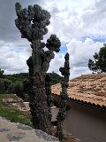 IMG_4252