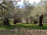 IMG_5243