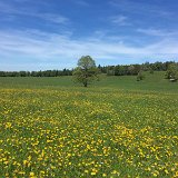 IMG_8352
