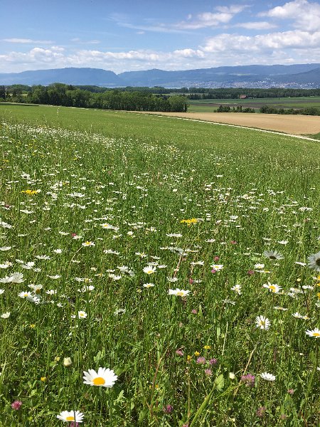 IMG_8205.JPG - Aufstieg zum Mont Vully - Blick zum Jura
