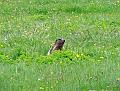DSCF2968b