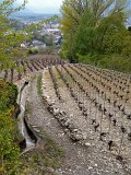 IMG_1054