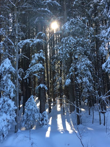 IMG_7504.JPG - Winterwald