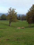 IMG_1254