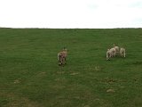 IMG_1261