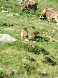 DSCF1944.jpg (59635 Byte)