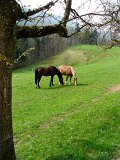DSCF3884
