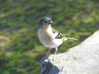 madeira06 027.jpg (51153 Byte)