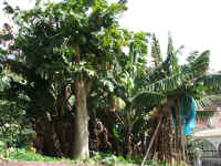 madeira06 248z94.jpg (121945 Byte)