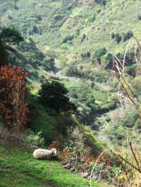 madeira06 248z9_2.jpg (138643 Byte)
