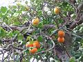 DSCF0240